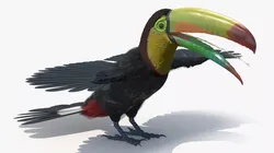 Keel Billed Toucan with Wings Spread Fur for Cinema 4D 3D model