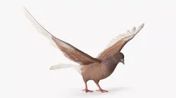 Low Poly Pigeon Spread Wings Brown Rigged for Cinema 4D 3D model