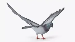 Low Poly Rock Dove Rigged for Cinema 4D Low-poly 3D model