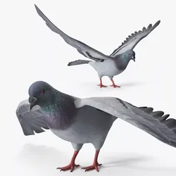 Low Poly Rock Dove Rigged for Maya Low-poly 3D model
