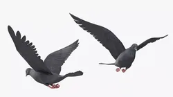 Lowpoly Black Dove in Flight Low-poly 3D model