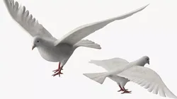 Lowpoly Dove Wings Extended White Rigged for Maya 3D model