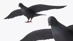 Lowpoly Pigeon Wingspread Black Rigged for Cinema 4D Low-poly 3D model