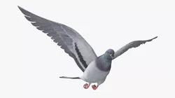 Lowpoly Rock Pigeon Flying Low-poly 3D model