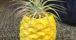 Pineapple Pot or Pen/Pencil/Item Holder