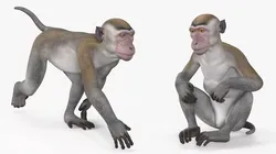 Rhesus Macaque Monkey Gray Rigged for Cinema 4D 3D model