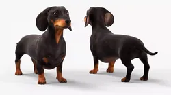 Small Breed Long Dog with Droopy Ears Black Rigged for Cinema 4D 3D model