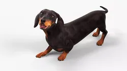 Small Breed Long Dog with Droopy Ears Black Rigged for Maya 3D model