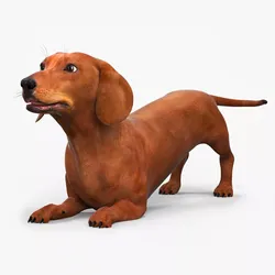 Smooth Dachshund Dog with Red Coat Rigged for Cinema 4D 3D model
