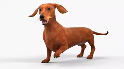 Smooth Dachshund Dog with Red Coat Rigged for Maya 3D model