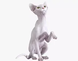 Sphynx Cat White Sitting Pose 3D model