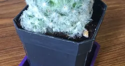 Square Plant Saucer