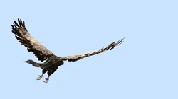 The eagle