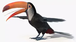 Toco Toucan Bird Wings Open Fur 3D model