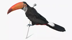 Toucan on Branch 3D model