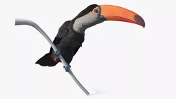 Toucan on Branch Fur for Maya 3D model