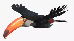 Tropical Toucan in Flight Fur for Cinema 4D 3D model