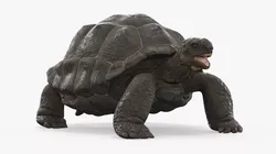Turtle Chelonoidis Niger Hiding in Shell Animated Rigged 3D model