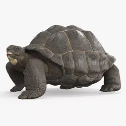 Turtle Chelonoidis Niger Walking Animated Rigged 3D model