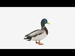 Ultra Realistic Mallard Duck 3D Model Reference 3D model