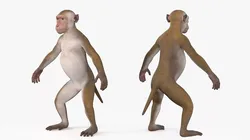 Wild Rhesus Monkey Light Brown Rigged for Cinema 4D 3D model