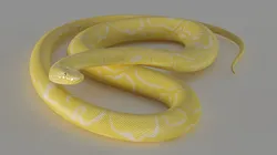 Yellow python