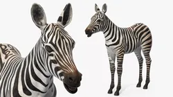 Young Zebra Rigged for Cinema 4D 3D model