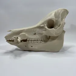 Mini Pig Cranium and Mandible