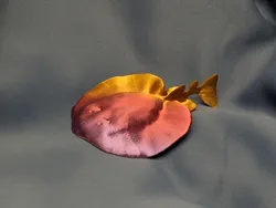 Pacific Electric Ray (Tetronarce californica)
