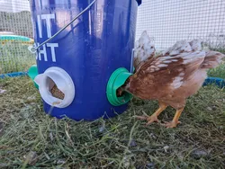 Chicken Feeder
