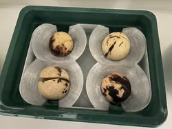 Avocado Boot for mutiple seeds