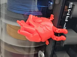 Anatomically Accurate Heart with legs and arms