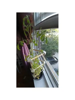 Pop-Trellis