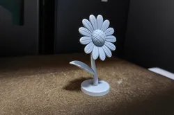 Daisy