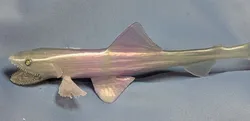 Deepsea Lizardfish, Bathysaurus ferox, redux