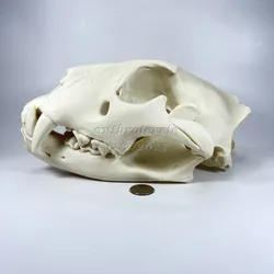 Lion Cranium and Mandible
