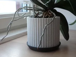 Plant Pot