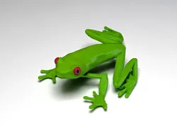Red Eyed Tree Frog (Agalychnis callidryas)