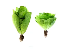 2 Lettuce - Low Poly two cabbages Low-poly 3D model