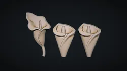 Arum Calla Lily Flower Bas Relief 3D Print Model in Other 559835