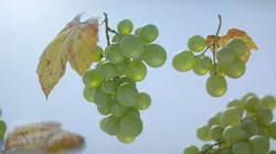 Grapes Single Fruit Bunches and Model Kit Low-poly 3D model