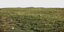 House Grass or Lawns 3D model