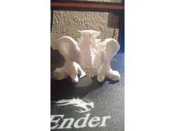 Pelvis