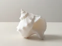 Shell Decor