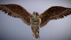 Brown Falcon ♂