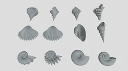 Helico-Spiral Shell Examples by Denki Gaka