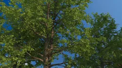 tree-lined trail