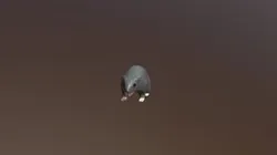 Enemy Rat