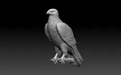 hawk