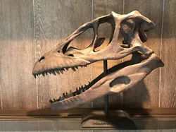 Deinonychus Antirrhopus (Raptor) Skull Life Sized